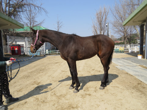 질풍아 (JILPUNGA)의 사진