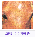 �׸�51 �̸�������