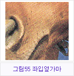 �׸�55 ���Կ�����