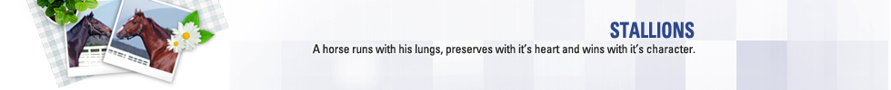 STALLIONS - A horse runs with his lungs, preserves with it`s heart and wins with it`s character.