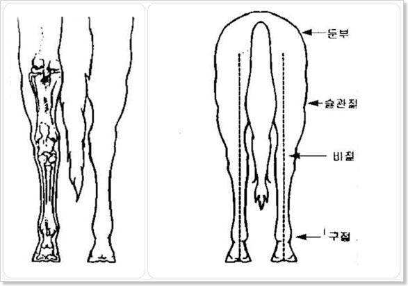�̻����� �ܸ�(�޴ٸ��� �ڿ��� ������ ��)-�к�, ������, ����, ����