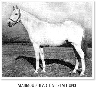 MAHMOUD HEARTLINE STALLIONS
