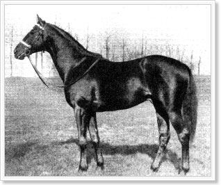 BLUE LARKSPUR HEARTLINE STALLIONS