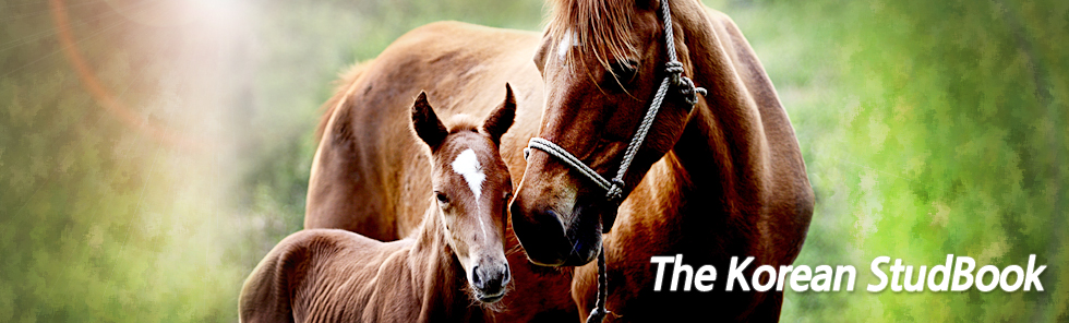 The Korean StudBook