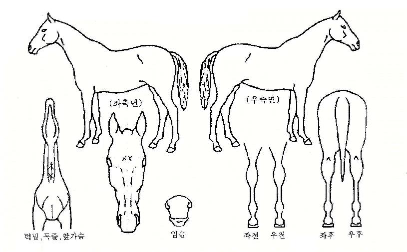 ¼Ò¿øÀÇ Ãø¸é,¿ì¸é,µÞ¸é,µÎ»ó,´Ù¸®ÀÇ Æ¯Â¡µµÇØ