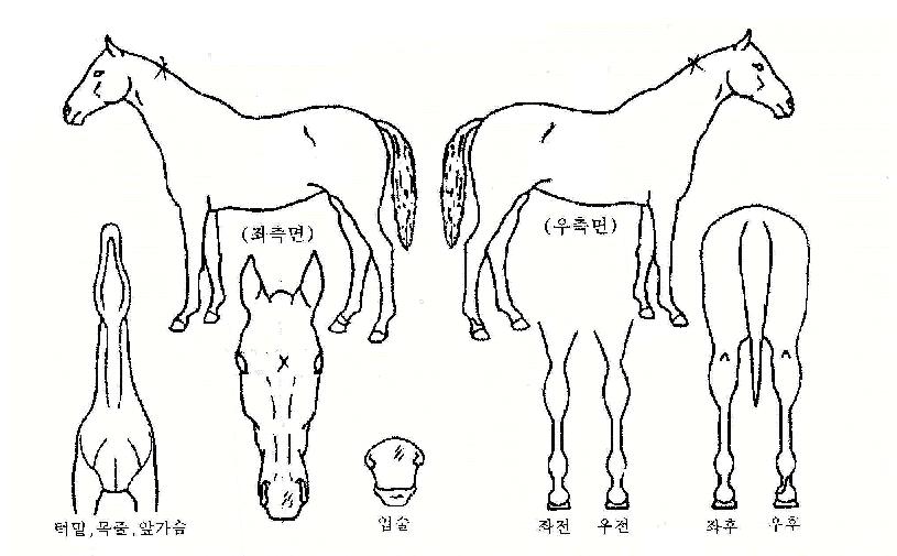 ½Â¸®¹è´ÞÀÇ Ãø¸é,¿ì¸é,µÞ¸é,µÎ»ó,´Ù¸®ÀÇ Æ¯Â¡µµÇØ