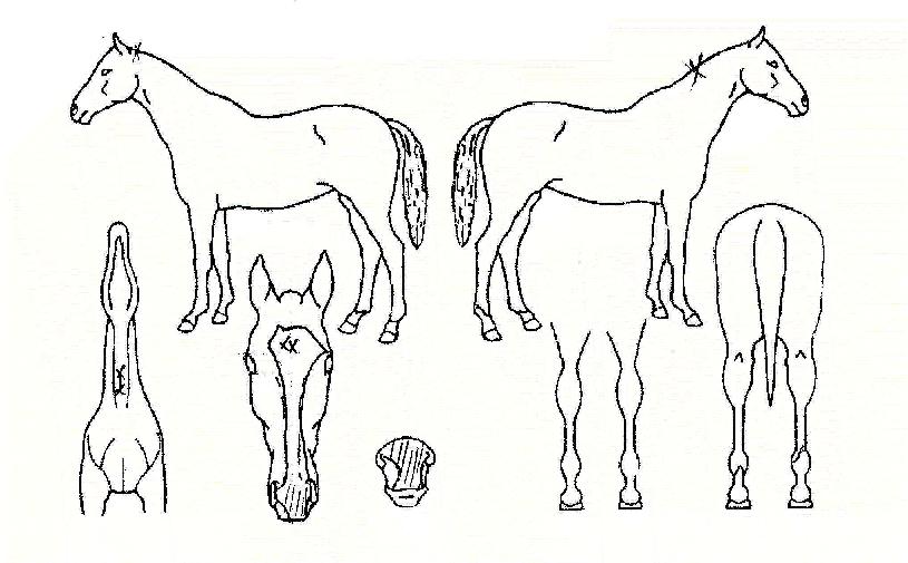 ¸í°¡ÀÇÀÚÁ¸½ÉÀÇ Ãø¸é,¿ì¸é,µÞ¸é,µÎ»ó,´Ù¸®ÀÇ Æ¯Â¡µµÇØ