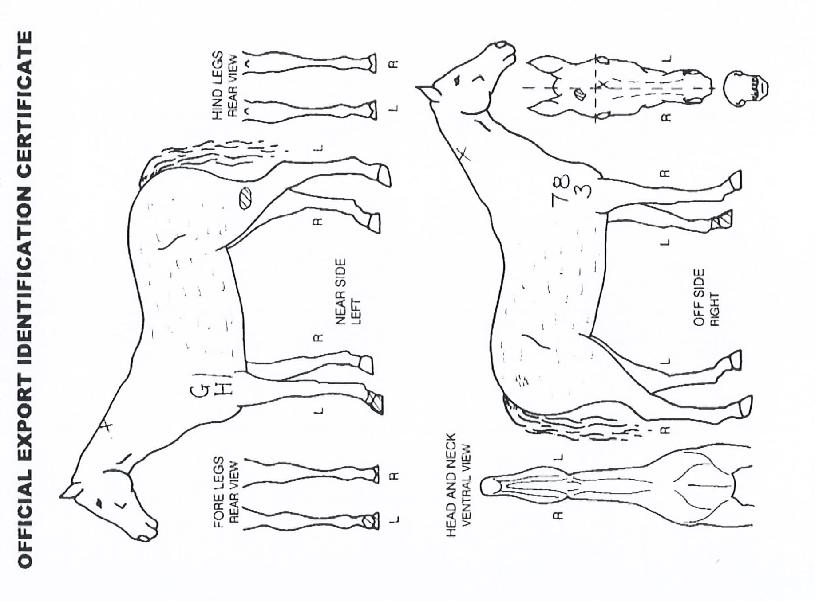 ����Ư���� ����,���,�޸�,�λ�,�ٸ��� Ư¡����