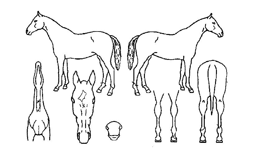 ���̳����� ����,���,�޸�,�λ�,�ٸ��� Ư¡����