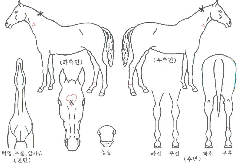 ¾Ö´Ï±âºì»õÅ͵¥ÀÌÀÇ Ãø¸é,¿ì¸é,µÞ¸é,µÎ»ó,´Ù¸®ÀÇ Æ¯Â¡µµÇØ