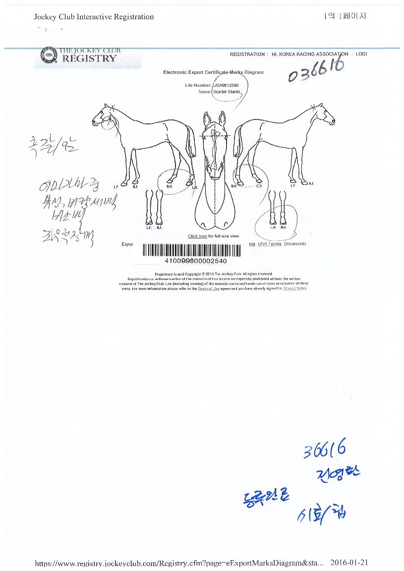 ½ºÄ®·¿½ºÅ¸·¿ÀÇ Ãø¸é,¿ì¸é,µÞ¸é,µÎ»ó,´Ù¸®ÀÇ Æ¯Â¡µµÇØ