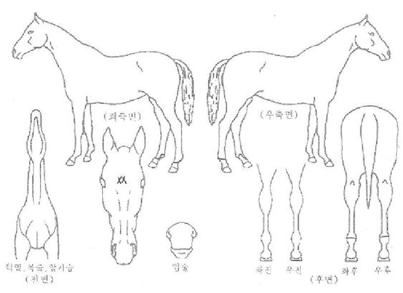 �ƶ������� ����,���,�޸�,�λ�,�ٸ��� Ư¡����