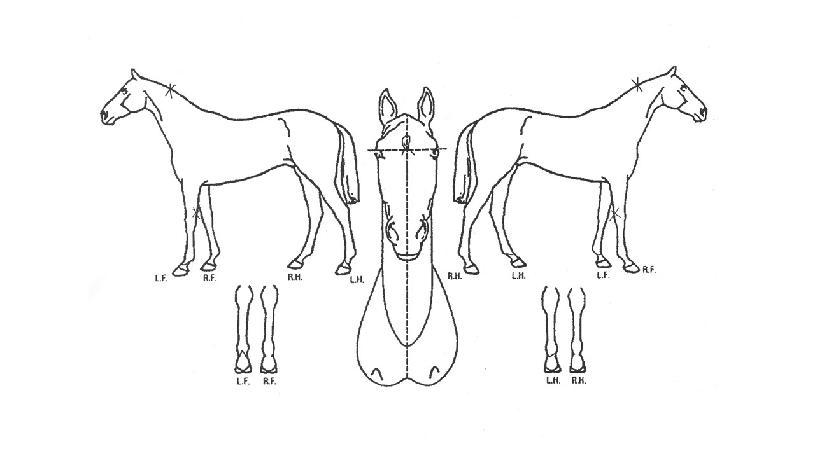 Ŀ������ ����,���,�޸�,�λ�,�ٸ��� Ư¡����