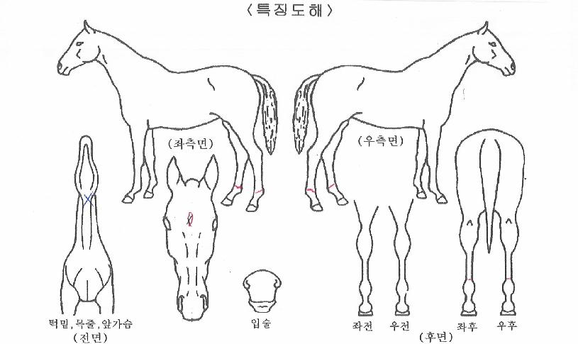 À§³Êºê¶ó¿îÀÇ Ãø¸é,¿ì¸é,µÞ¸é,µÎ»ó,´Ù¸®ÀÇ Æ¯Â¡µµÇØ