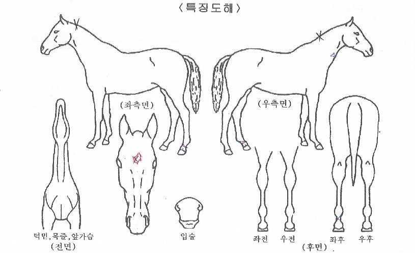 ºÒÀÇÄýÀÇ Ãø¸é,¿ì¸é,µÞ¸é,µÎ»ó,´Ù¸®ÀÇ Æ¯Â¡µµÇØ