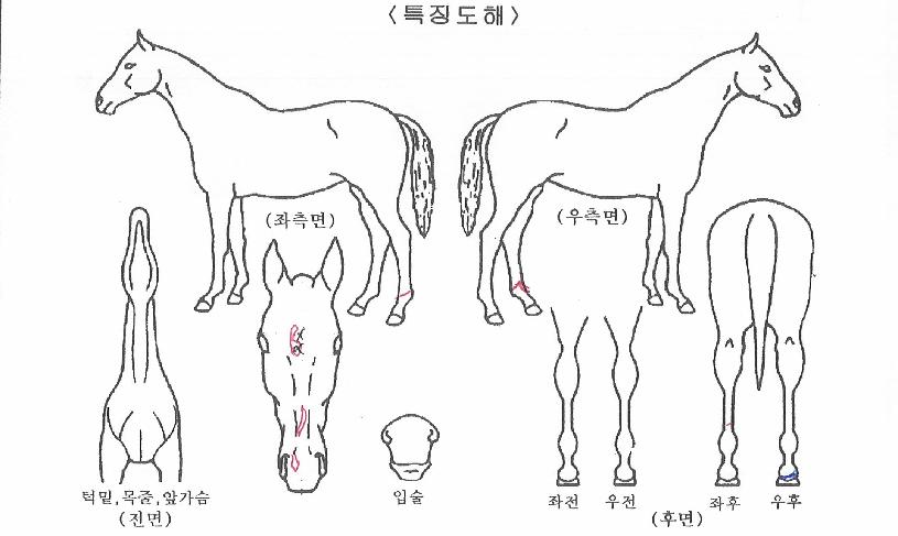 ½ºÆ®·Õ¹úóÀÇ Ãø¸é,¿ì¸é,µÞ¸é,µÎ»ó,´Ù¸®ÀÇ Æ¯Â¡µµÇØ