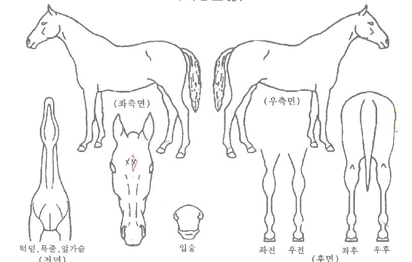 ´ÔÀÇÇâ±âÀÇ Ãø¸é,¿ì¸é,µÞ¸é,µÎ»ó,´Ù¸®ÀÇ Æ¯Â¡µµÇØ