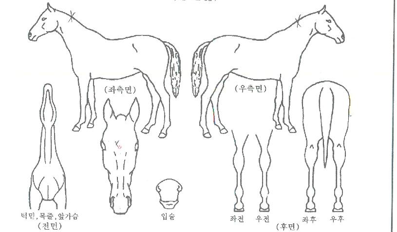 õ³âÀǹٶ÷ÀÇ Ãø¸é,¿ì¸é,µÞ¸é,µÎ»ó,´Ù¸®ÀÇ Æ¯Â¡µµÇØ