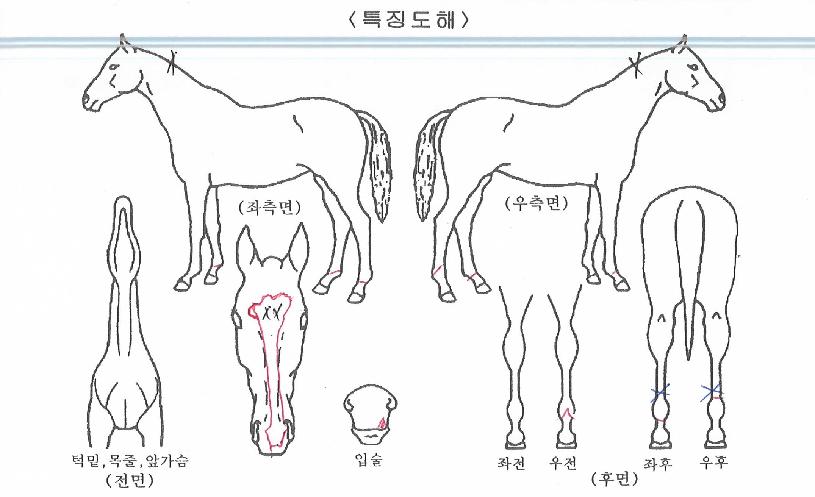 ȣũÀÇ¿µ±¤ÀÇ Ãø¸é,¿ì¸é,µÞ¸é,µÎ»ó,´Ù¸®ÀÇ Æ¯Â¡µµÇØ