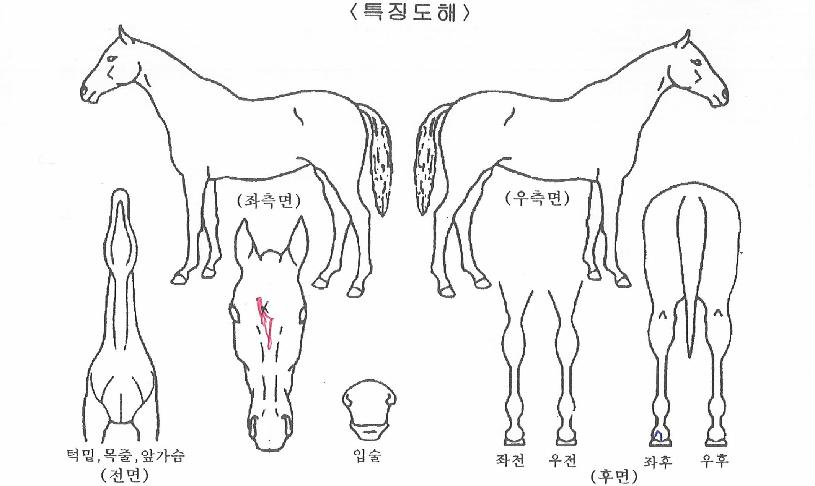 Á¦ÁÖÀÇ¿äÁ¤ÀÇ Ãø¸é,¿ì¸é,µÞ¸é,µÎ»ó,´Ù¸®ÀÇ Æ¯Â¡µµÇØ