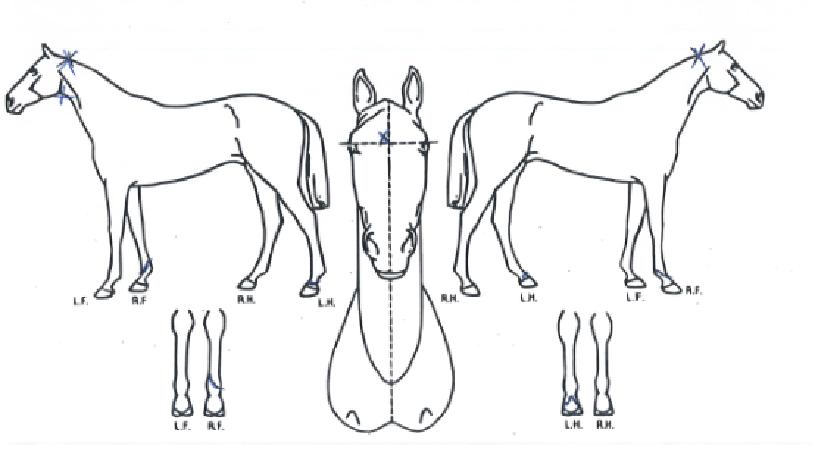 û�������� ����,���,�޸�,�λ�,�ٸ��� Ư¡����