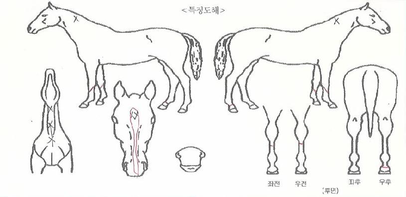 ŷ���꺸���� ����,���,�޸�,�λ�,�ٸ��� Ư¡����