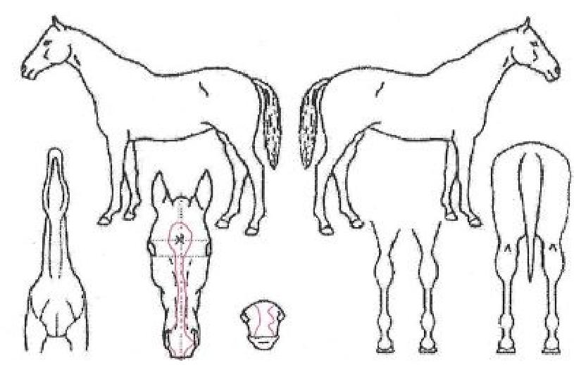 ����Ʈ�������� ����,���,�޸�,�λ�,�ٸ��� Ư¡����