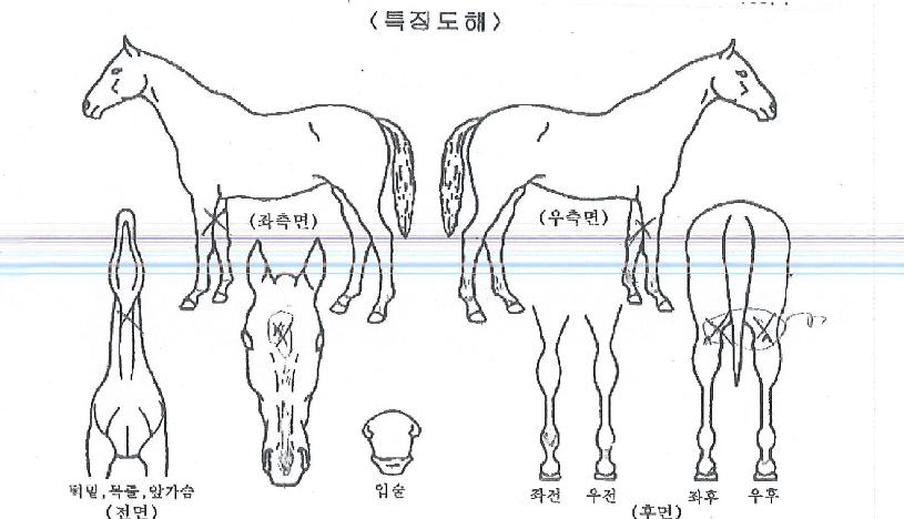 ���ø�Ʈĸƾ�� ����,���,�޸�,�λ�,�ٸ��� Ư¡����