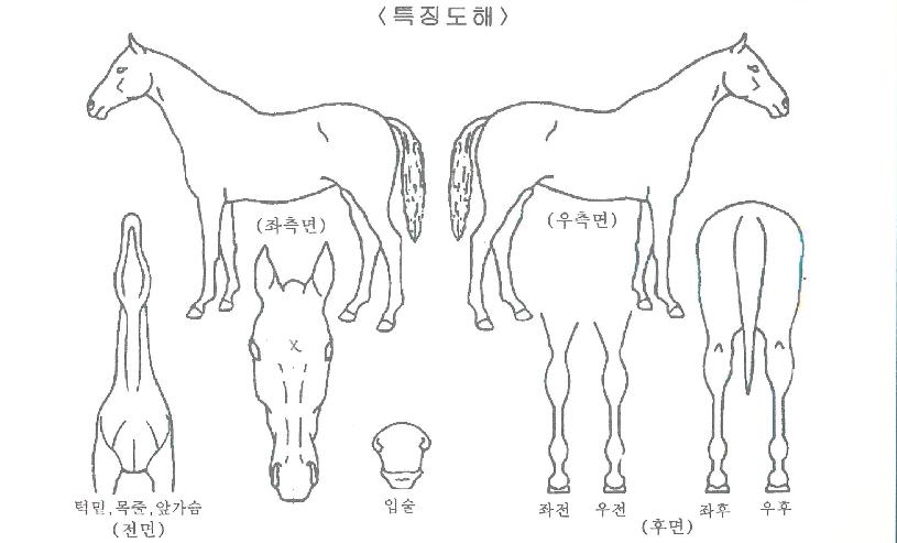 °ñµåĵµðÀÇ Ãø¸é,¿ì¸é,µÞ¸é,µÎ»ó,´Ù¸®ÀÇ Æ¯Â¡µµÇØ