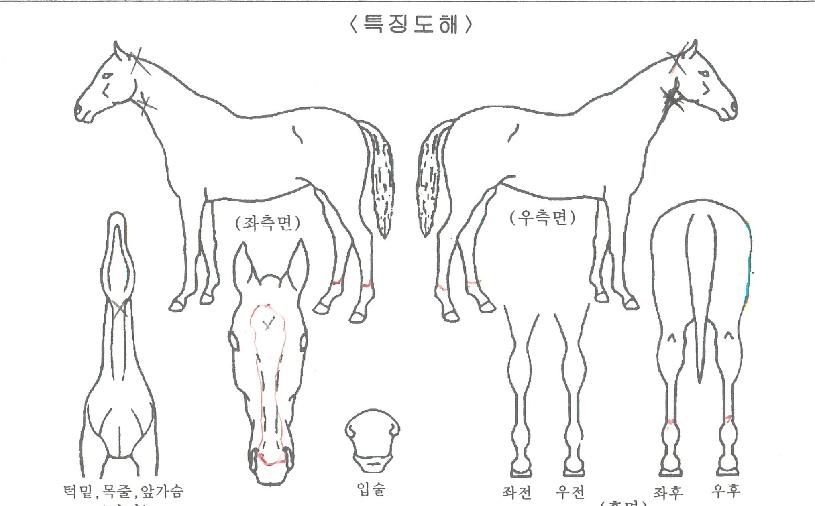 Ãʵ¿·ÎÄÏÀÇ Ãø¸é,¿ì¸é,µÞ¸é,µÎ»ó,´Ù¸®ÀÇ Æ¯Â¡µµÇØ