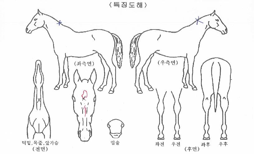 ƼÄÉÆÄÀ̾îÀÇ Ãø¸é,¿ì¸é,µÞ¸é,µÎ»ó,´Ù¸®ÀÇ Æ¯Â¡µµÇØ