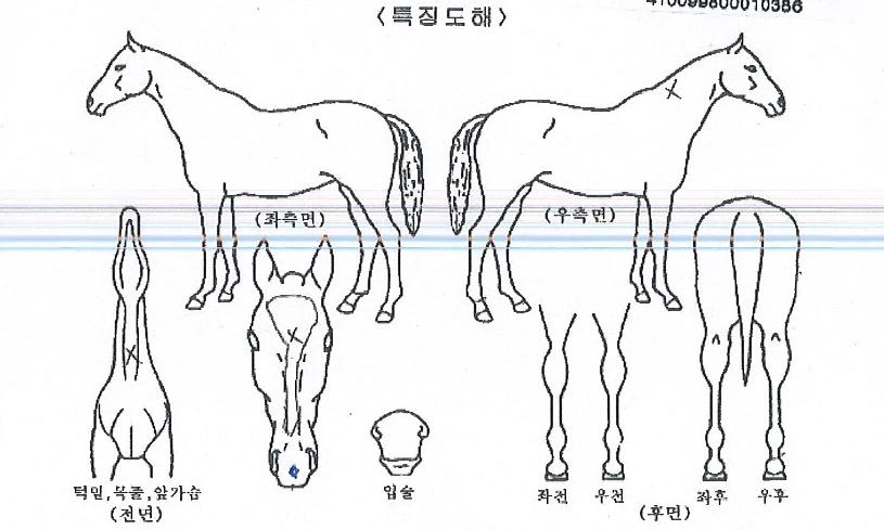 ·°¼Å¸®Ä¸Æ¾ÀÇ Ãø¸é,¿ì¸é,µÞ¸é,µÎ»ó,´Ù¸®ÀÇ Æ¯Â¡µµÇØ