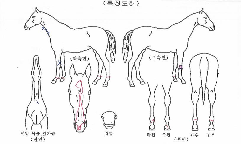 ±³·æµæ¼öÀÇ Ãø¸é,¿ì¸é,µÞ¸é,µÎ»ó,´Ù¸®ÀÇ Æ¯Â¡µµÇØ