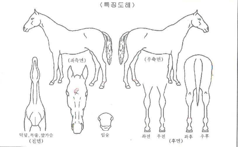 Å¥ÇǵåÄÚ¸®¾ÆÀÇ Ãø¸é,¿ì¸é,µÞ¸é,µÎ»ó,´Ù¸®ÀÇ Æ¯Â¡µµÇØ