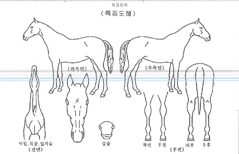 �ٺ������ ����,���,�޸�,�λ�,�ٸ��� Ư¡����