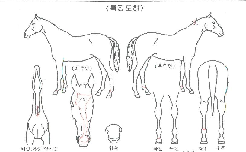 ¿ø´õÇ®½º¸¶Æ¼ÀÇ Ãø¸é,¿ì¸é,µÞ¸é,µÎ»ó,´Ù¸®ÀÇ Æ¯Â¡µµÇØ