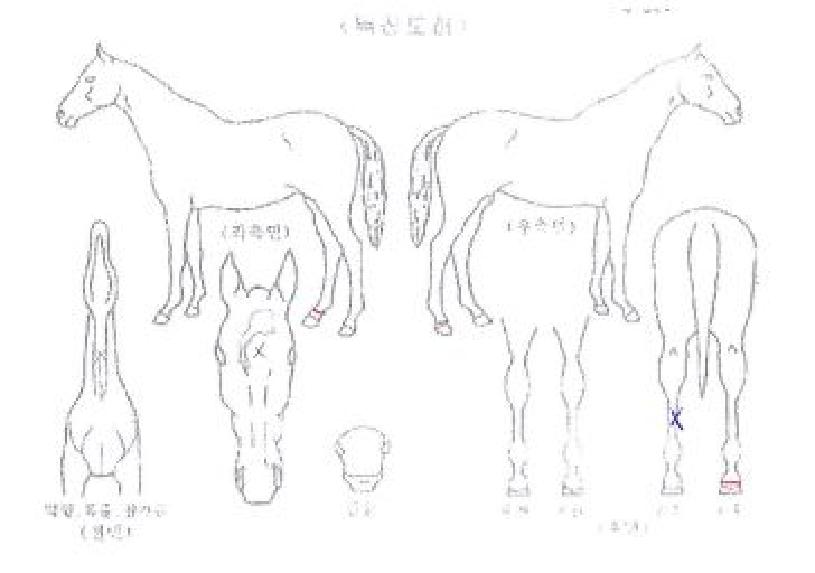 �����ǹ��� ����,���,�޸�,�λ�,�ٸ��� Ư¡����