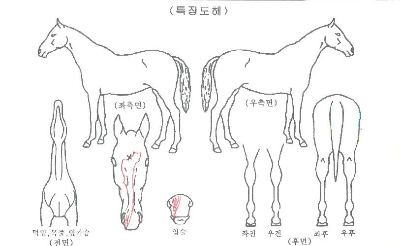 õ¸¶ÇϼÀÇ Ãø¸é,¿ì¸é,µÞ¸é,µÎ»ó,´Ù¸®ÀÇ Æ¯Â¡µµÇØ
