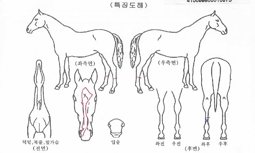 Àå¼ö³ªº½ÀÇ Ãø¸é,¿ì¸é,µÞ¸é,µÎ»ó,´Ù¸®ÀÇ Æ¯Â¡µµÇØ