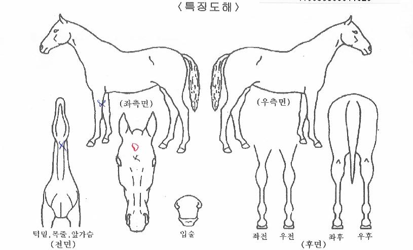 Ƽ���̵����� ����,���,�޸�,�λ�,�ٸ��� Ư¡����