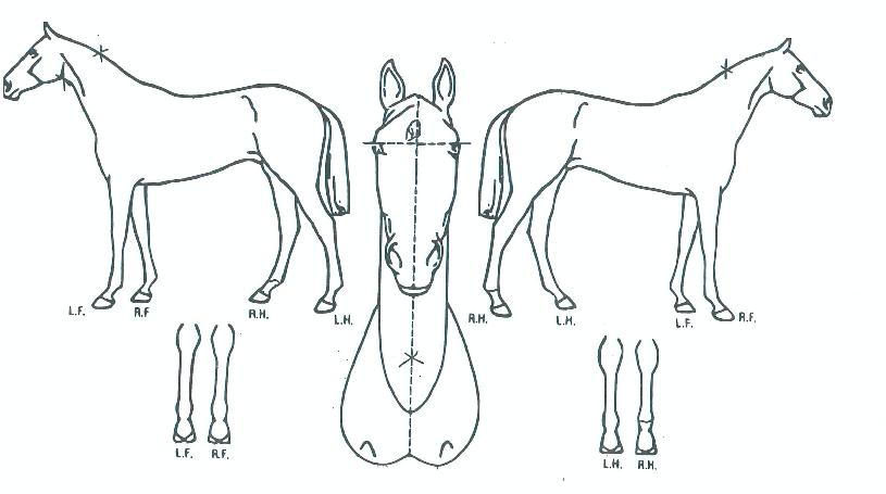 Ç÷θ®´ÙÆÄ¿öÀÇ Ãø¸é,¿ì¸é,µÞ¸é,µÎ»ó,´Ù¸®ÀÇ Æ¯Â¡µµÇØ