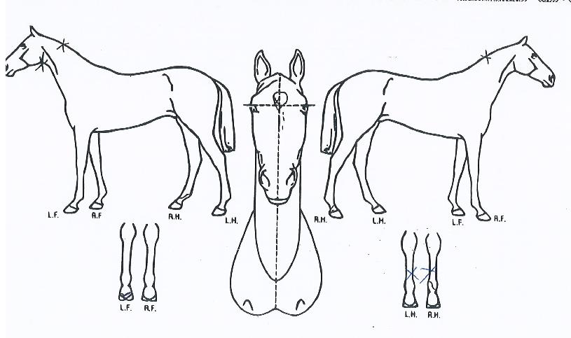 ��������Ŀ�� ����,���,�޸�,�λ�,�ٸ��� Ư¡����