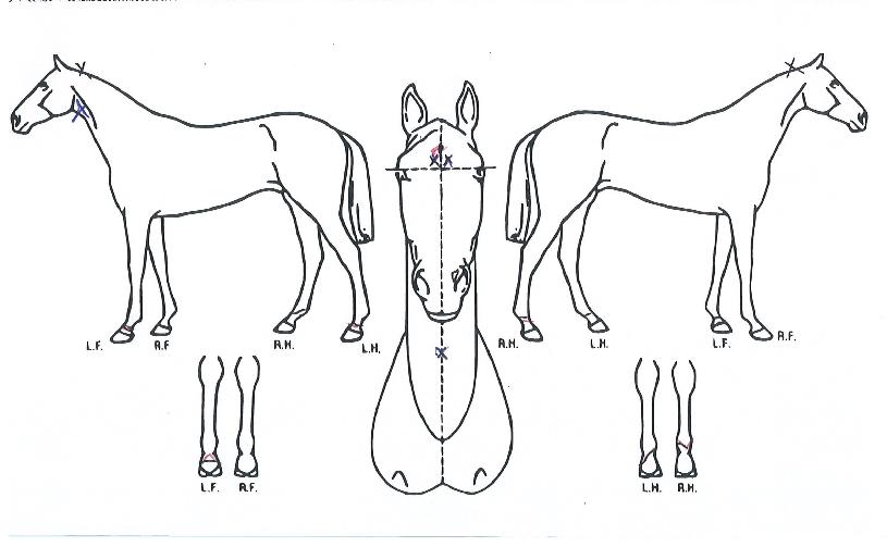 ���ں��� ����,���,�޸�,�λ�,�ٸ��� Ư¡����