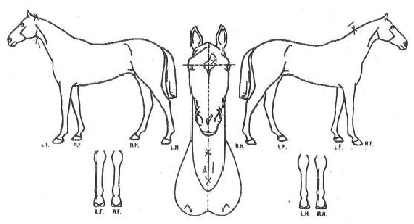 ���������� ����,���,�޸�,�λ�,�ٸ��� Ư¡����