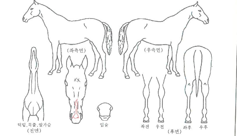 ÇØÇÇ¿ì¸ÕÀÇ Ãø¸é,¿ì¸é,µÞ¸é,µÎ»ó,´Ù¸®ÀÇ Æ¯Â¡µµÇØ