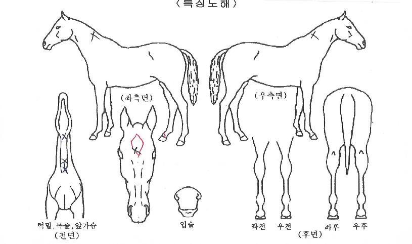 ¸¶¼ºÃµÇÏÀÇ Ãø¸é,¿ì¸é,µÞ¸é,µÎ»ó,´Ù¸®ÀÇ Æ¯Â¡µµÇØ