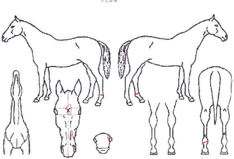 µ¿Æ®ÀÚº¸ÀÌÀÇ Ãø¸é,¿ì¸é,µÞ¸é,µÎ»ó,´Ù¸®ÀÇ Æ¯Â¡µµÇØ