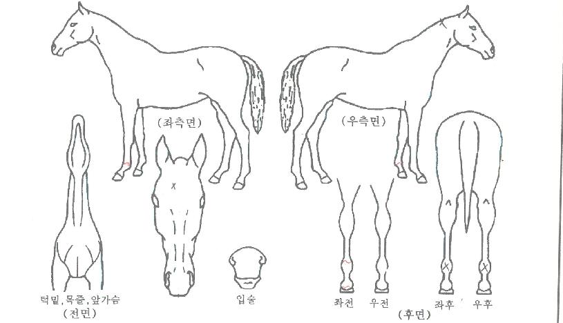 ³ëºíÄ«¿ìº¸ÀÌÀÇ Ãø¸é,¿ì¸é,µÞ¸é,µÎ»ó,´Ù¸®ÀÇ Æ¯Â¡µµÇØ