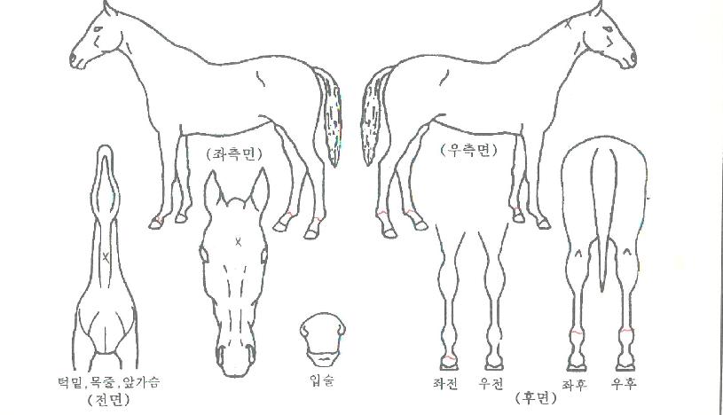 ÃÖ°½ð»ìÀÇ Ãø¸é,¿ì¸é,µÞ¸é,µÎ»ó,´Ù¸®ÀÇ Æ¯Â¡µµÇØ
