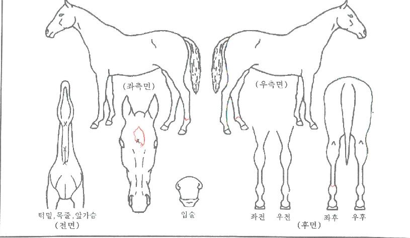 ¾ó¶óÀ̺꽺ŸÀÇ Ãø¸é,¿ì¸é,µÞ¸é,µÎ»ó,´Ù¸®ÀÇ Æ¯Â¡µµÇØ